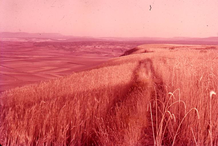 [Panoràmica del paisatge burgalès proper a Clunia]