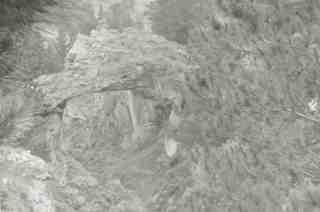 Jentilzubi vist des del sudoest