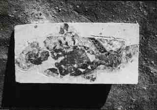 [Fragment de mosaic procedent de les excavacions a la vil·la romana de La Olmeda]