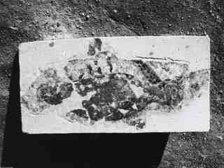[Fragment de mosaic procedent de les excavacions a la vil·la romana de La Olmeda]