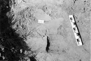 [Tomba núm. 454 de la Necròpoli de Saldaña]