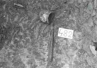 [Objectes de l'aixovar funerari de la tomba núm. 482 de la Necròpoli de Saldaña]