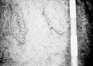 [Tomba núm. 30 de la Necròpoli de Saldaña]