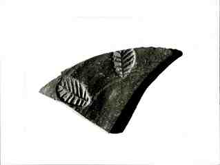 [Fragment cerèmic decorat amb unes fulles procedent d'un pou del cementiri medieval]
